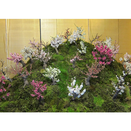 SAFLAX  - Blütenkirsche - Prunus - 30 Samen 1