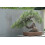 SAFLAX  - Goldkiefer - Pinus - 20 Samen 2