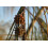 SAFLAX  - Strandkiefer - Casuarina - 200 Samen 2