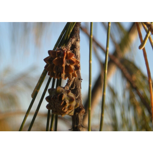 SAFLAX  - Strandkiefer - Casuarina - 200 Samen 1