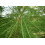 SAFLAX  - Strandkiefer - Casuarina - 200 Samen 3