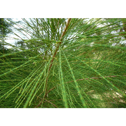 SAFLAX  - Strandkiefer - Casuarina - 200 Samen 2