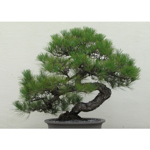 SAFLAX  - Schwarzkiefer - Pinus - 30 Samen 1