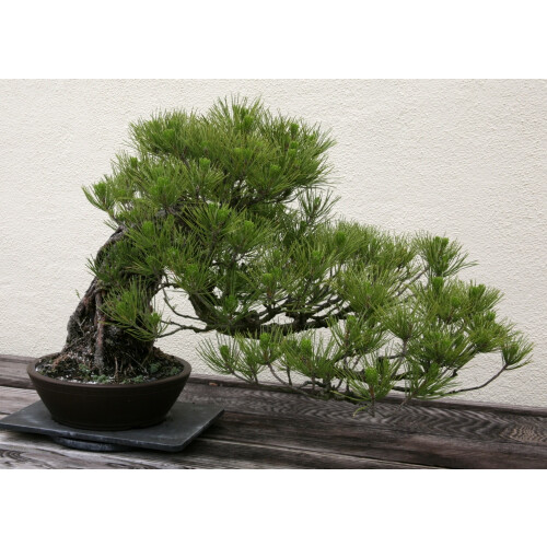 SAFLAX  - Schwarzkiefer - Pinus - 30 Samen 2