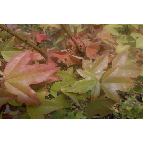 SAFLAX - Erable trident - 30 graines - Acer buergerianum 2