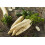 SAFLAX Anzucht Set - Rettich – Daikon - Raphanus - 100 Samen 4