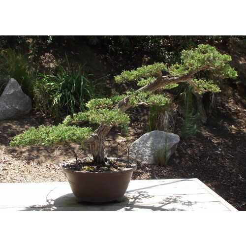 SAFLAX  - Wacholder - Juniperus - 30 Samen 1