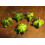 SAFLAX  - Lampionblume - Nicandra - 100 Samen - Mit Substrat 4