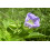 SAFLAX  - Lampionblume - Nicandra - 100 Samen - Mit Substrat 5