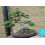 SAFLAX  - Wacholder - Juniperus - 30 Samen 5