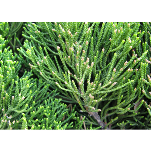 SAFLAX  - Wacholder - Juniperus - 30 Samen 2