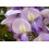 SAFLAX  - Blauregen - Wisteria - 4 Samen - Mit Substrat 3