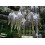 SAFLAX  - Blauregen - Wisteria - 4 Samen - Mit Substrat 5