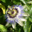 SAFLAX  - Passionsblume - Passiflora - 25 Samen - Mit Substrat 5