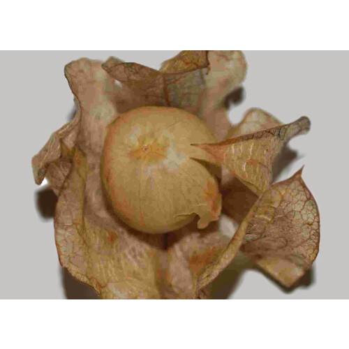 SAFLAX  - Lampionblume - Nicandra - 100 Samen - Mit Substrat 2