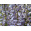 SAFLAX  - Blauregen - Wisteria - 4 Samen - Mit Substrat 4
