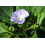 SAFLAX  - Lampionblume - Nicandra - 100 Samen - Mit Substrat 7