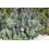 SAFLAX  - Blauer Natternkopf - Echium - 100 Samen - Mit Substrat 4