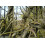 SAFLAX  - Blauregen - Wisteria - 4 Samen - Mit Substrat 7