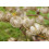 SAFLAX  - Lampionblume - Nicandra - 100 Samen - Mit Substrat 6