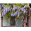 SAFLAX  - Blauregen - Wisteria - 4 Samen - Mit Substrat 8