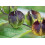 SAFLAX  - Lampionblume - Nicandra - 100 Samen - Mit Substrat 8