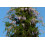 SAFLAX  - Blauregen - Wisteria - 4 Samen - Mit Substrat 6