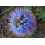 SAFLAX  - Blauer Natternkopf - Echium - 100 Samen - Mit Substrat 6