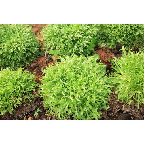 SAFLAX Anzucht Set - Ruccola - Eruca - 3000 Samen 2