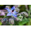 SAFLAX Anzucht Set - Borretsch - Borago - 40 Samen 3