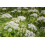 SAFLAX Anzucht Set - Kerbel - Anthriscus - 800 Samen 3