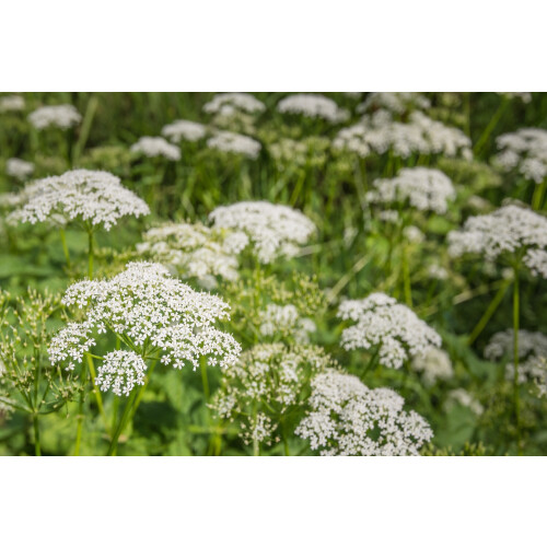 SAFLAX Anzucht Set - Kerbel - Anthriscus - 800 Samen 2