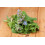 SAFLAX Anzucht Set - Borretsch - Borago - 40 Samen 8