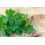 SAFLAX Anzucht Set - Kerbel - Anthriscus - 800 Samen 8