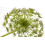SAFLAX Anzucht Set - Kerbel - Anthriscus - 800 Samen 7