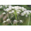 SAFLAX Anzucht Set - Kerbel - Anthriscus - 800 Samen 5