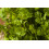 SAFLAX Anzucht Set - Kerbel - Anthriscus - 800 Samen 6