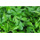 SAFLAX Anzucht Set - Kerbel - Anthriscus - 800 Samen 4