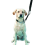 (M) Kumfi Canine Kumfi Complete Control Lead 1