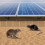 8 Inch*100 Feet Solar Panel Bird Guard,Solar Panel Roof Protection Net 9