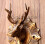 Reindeer Face Brass Door Knocker, Yellow, 3.5 x 2.5 x 6.5-Inch 2
