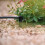 Hozelock Hozelock Automatic Watering Asta End-of-Line Dripper Spikes 4