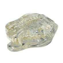 Transparente Zähne, anatomisches Modell, Zahntiere, Mundzahnkiefer für tierärztliches Lehrmittel (Hund)