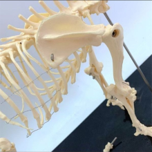 Hundeskelettmodell, Anatomie, Tierlehre, Labor, Veterinär-Demonstrationswerkzeug