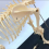 Dog Skeleton Model Anatomy Animal Teaching Laboratory Veterinary Demonstration Tool 1