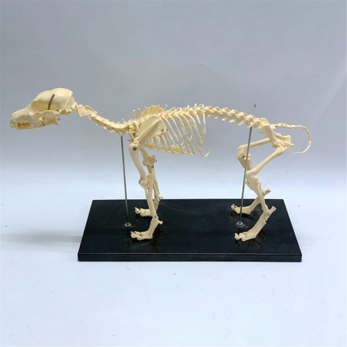 Dog Skeleton Model Anatomy Animal Teaching Laboratory Veterinary Demonstration Tool 2