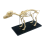 Dog Skeleton Model Anatomy Animal Teaching Laboratory Veterinary Demonstration Tool 4