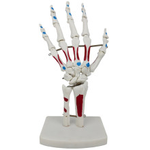 Modèle de main squelette, articulation avec poignet, cubitus, articulé, modèle musculaire d'anatomie palmaire