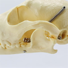 Dog Skeleton Model Anatomy Animal Teaching Laboratory Veterinary Demonstration Tool
