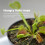 Grow Your own Venus Flytrap Kit – Easily Grow Carnivorous Venus Flytrap Plants with our Beginner friendly Venus Flytrap Kit - Unique Seed Kit Gift 6